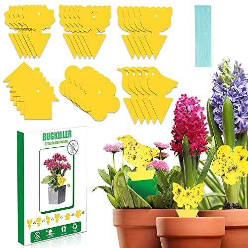BUGKILLER 30PCS Yellow Fruit Fly Traps for Indoors, Fungus Gnats Sticky Traps for Plants, Gnat Traps for House Indoor, Used for Mosquitoes, Whiteflies, Thrips, Leaf Miners...(Non-Toxic, Dual Sided)